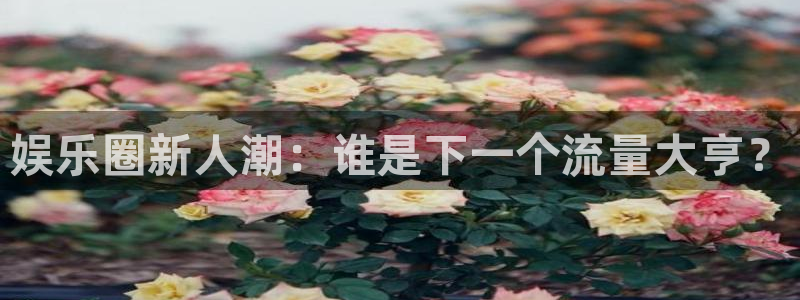 人生就是搏3平台注册：娱乐圈新人潮：谁是下一个流量大亨？